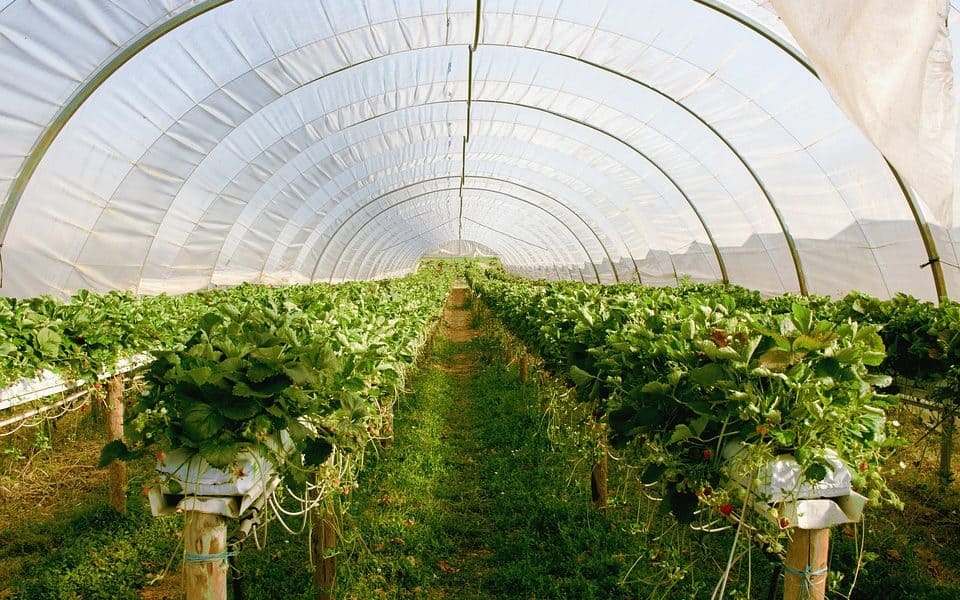 Farming Entrepreneur Makes $100K Using 1/3 Of An Acre And Doing This