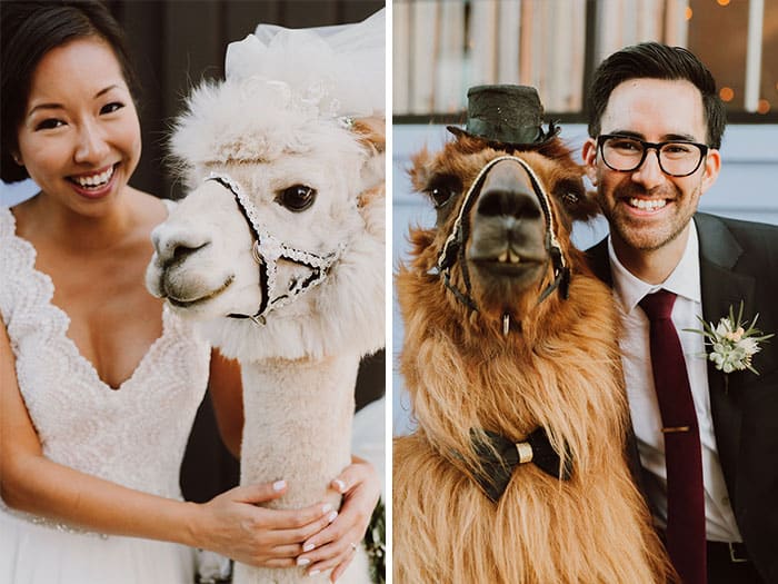 Newlyweds Who Hate People Can Now Invite Llamas In Bowties To Their Wedding