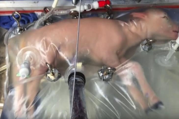 Baby Lambs Successfully Grown In Artificial Womb — Are Humans Next?