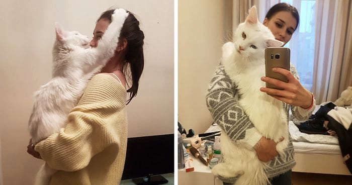 Giant Maine Cat Isn’t Satisfied Until He’s Received A Hug Every Day