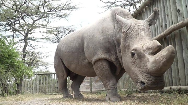 Last Northern White Rhino Joins Tinder As “World’s Most Eligible Bachelor”