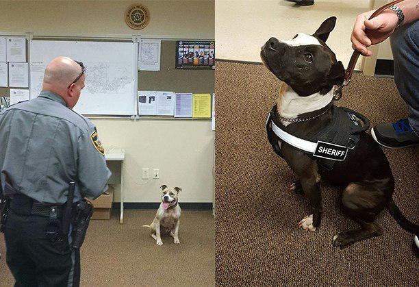 Instead Of Spending $15,000 On German Shepherds, Police Are Adopting Rescue Pit Bulls