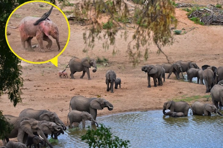 Adorable Pink Elephant Spotted In Herd — But It’s About To Face Lifelong Problems