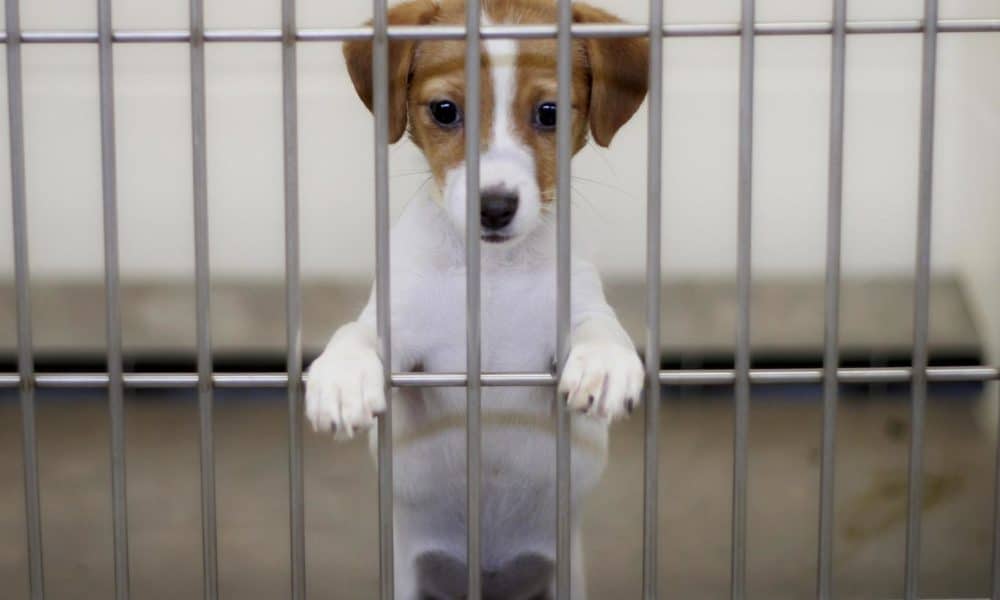 San Francisco Passes New Pet Store Law – Pet Stores Can Only Sell Rescue Animals
