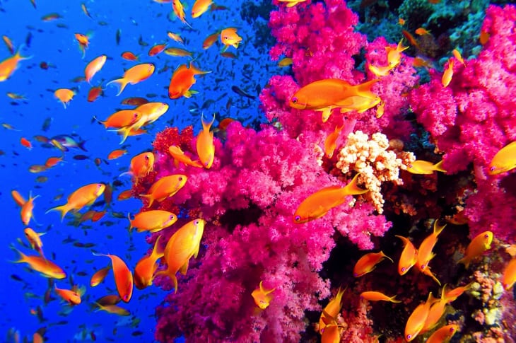 The Latest In Green Burial: You Can Now Be Cremated Into Blossoming Coral Reefs