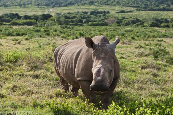 Poaching Survivor Disappears… When Rescuers Find Her, They Can’t Believe Their Eyes!