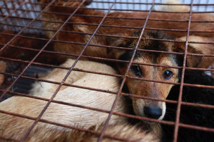 Breaking: Yulin Dealt Huge Blow For Dog Meat Festival, Animal Lovers Rejoice