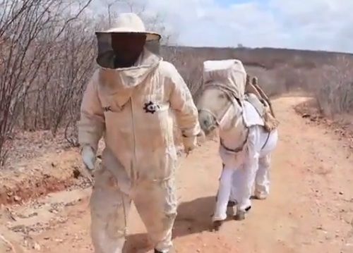Beekeeping Donkey In Brazil Has The Cutest Suit To Keep Him Protected