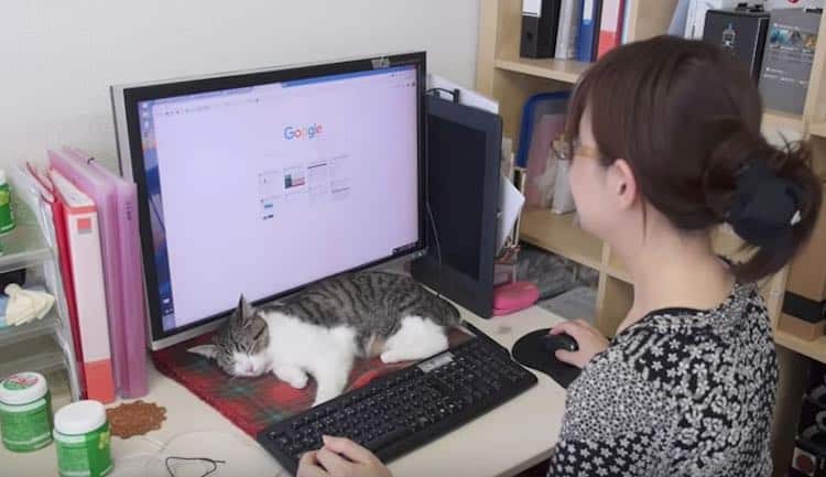 Japanese Firm Hires Office Cats To Reduce Workplace Stress