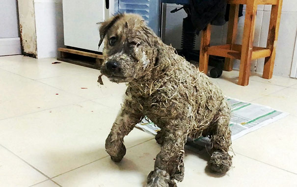 Puppy Turned Into Statue By Industrial Glue Undergoes Remarkable Transformation