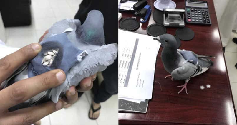 Authorities Catch Pigeon Smuggling 178 Ecstasy Pills Across Border