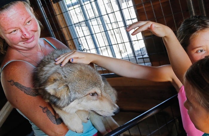http://www.citypages.com/news/wildlife-petting-zoo-turns-furrier-slaughterhouse-when-nobodys-watching-8265904