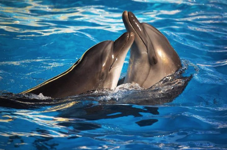 This Major Country Just Banned All Dolphin And Killer Whale Breeding