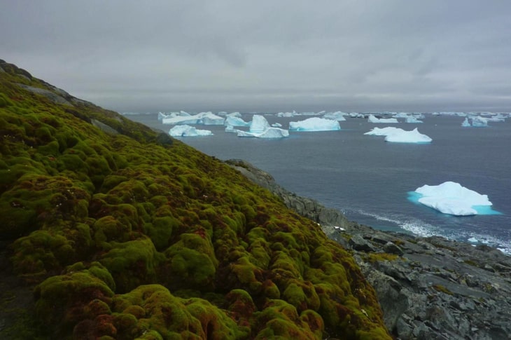 Antarctica Is Greening At An Alarming Rate, Scientists Point To Climate Change