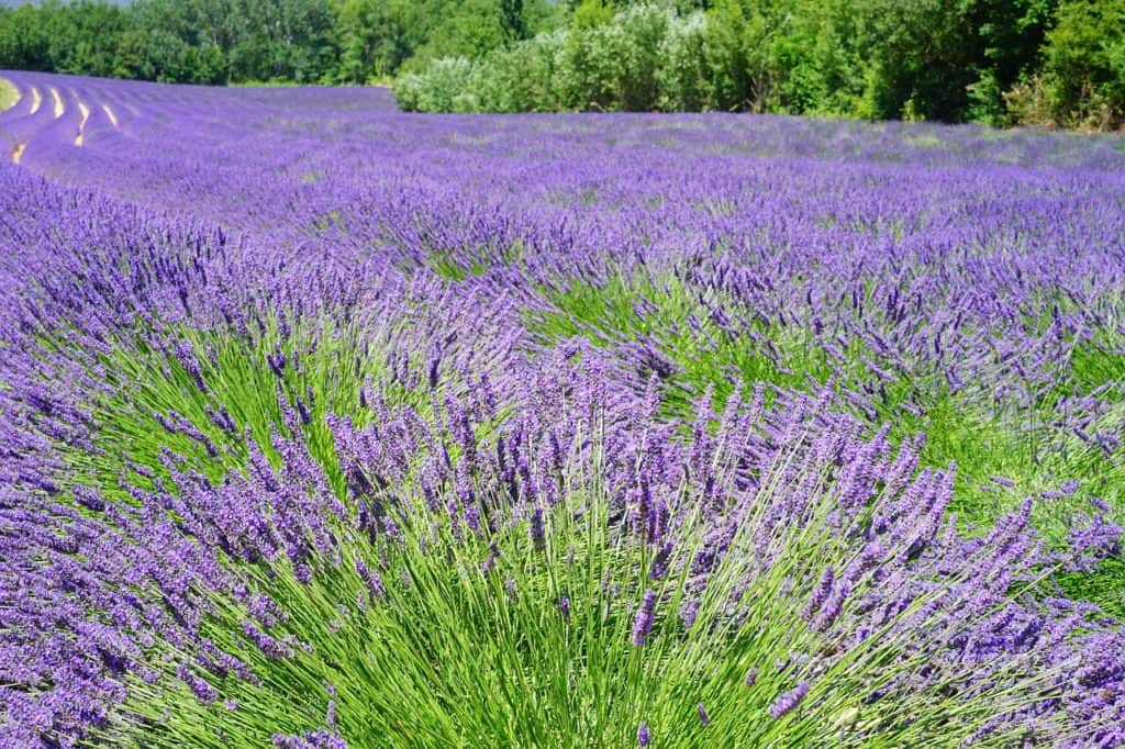 https://pixabay.com/en/lavender-field-flowers-purple-flora-1595598/