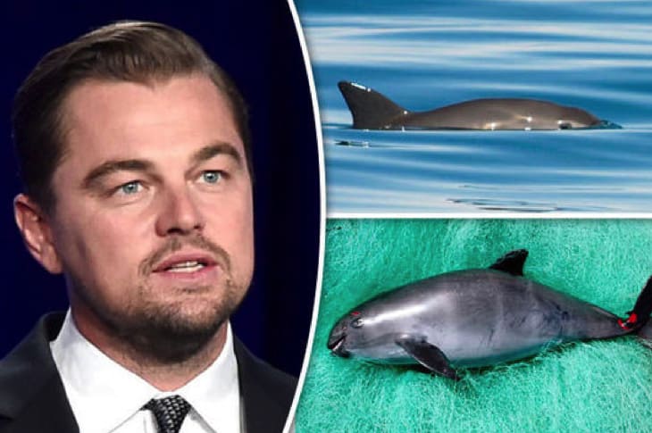 Leo DiCaprio Is Determined To Save The Last Few Dozen Of These Adorable Animals