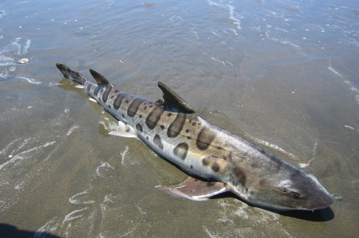 Hundreds Of Leopard Sharks Are Mysteriously Dying Off The Coast Of California