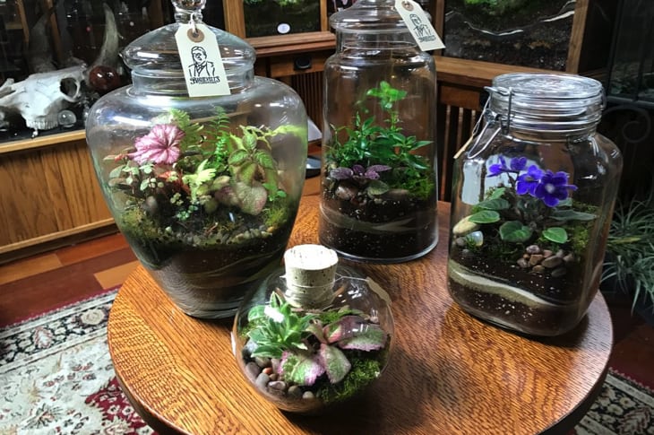DIY Terrarium For Plant Lovers Living In Tiny Spaces