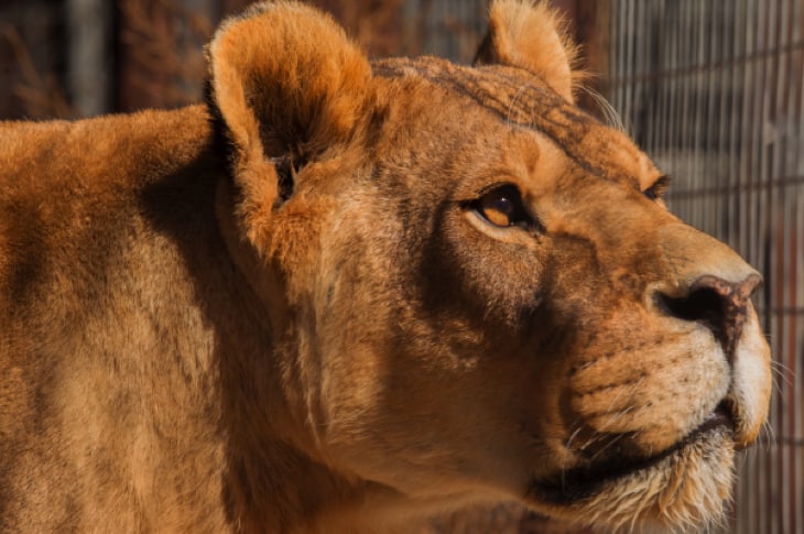 Colorado Animal Sanctuary Comes Under Fire After They Euthanized All Their Animals