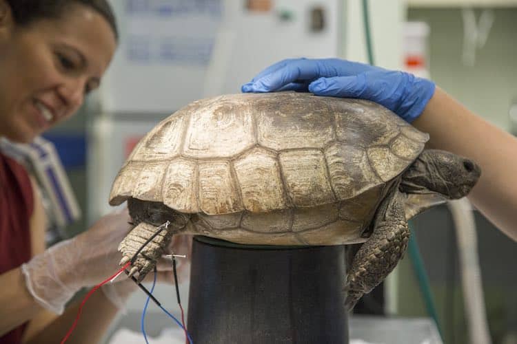 Wildlife Center Helps Turtle Walk Again By Using Electro-Acupuncture