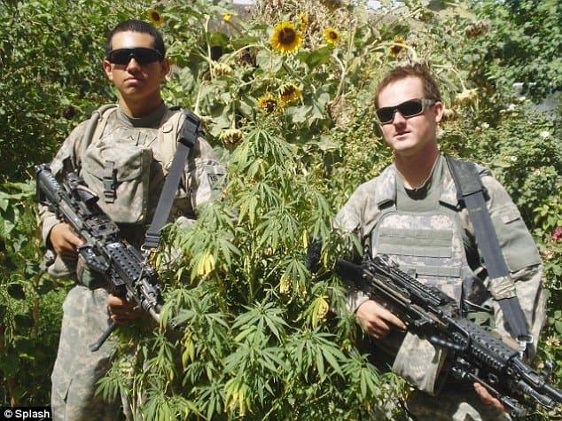 Incredible Photos Show US Military Walking Through HUGE Marijuana Field In Afghanistan