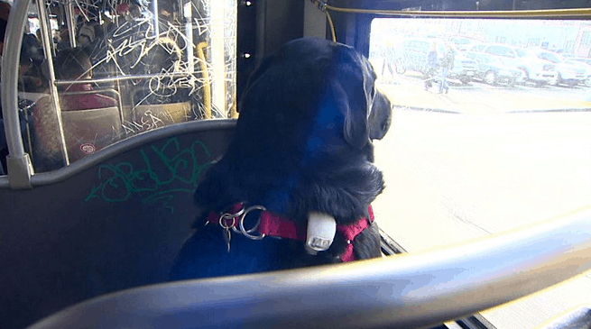 http://komonews.com/news/local/seattle-dogs-rush-hour-ride-on-the-bus-by-herself-weekly-11-21-2015