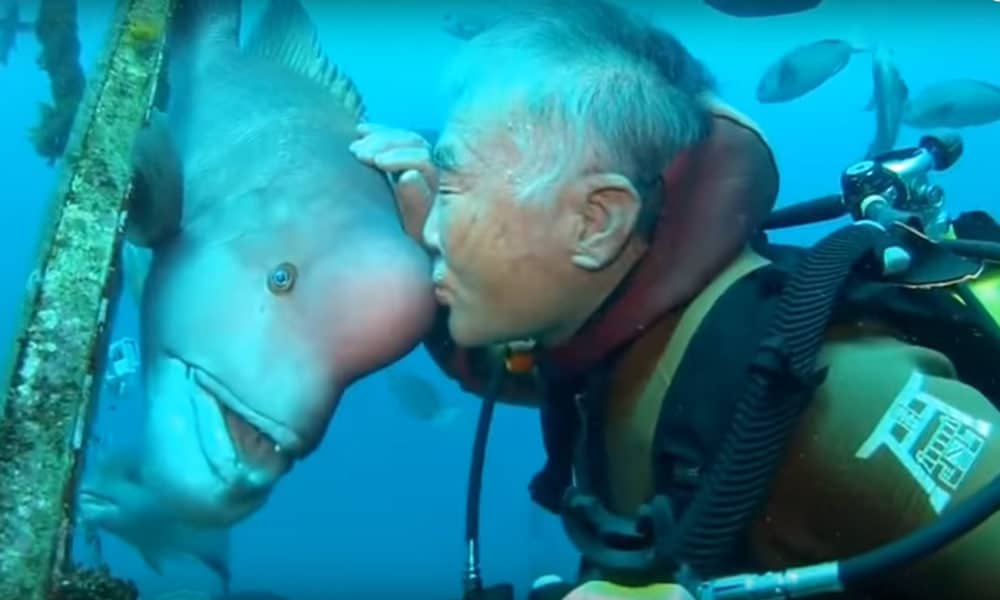 This Japanese Diver Has Been Visiting His Fish Friend For 25 Years [Video]