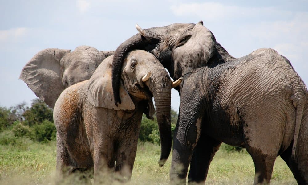 10 More Elephants Killed By Poison In Zimbabwe’s Hwange National Park
