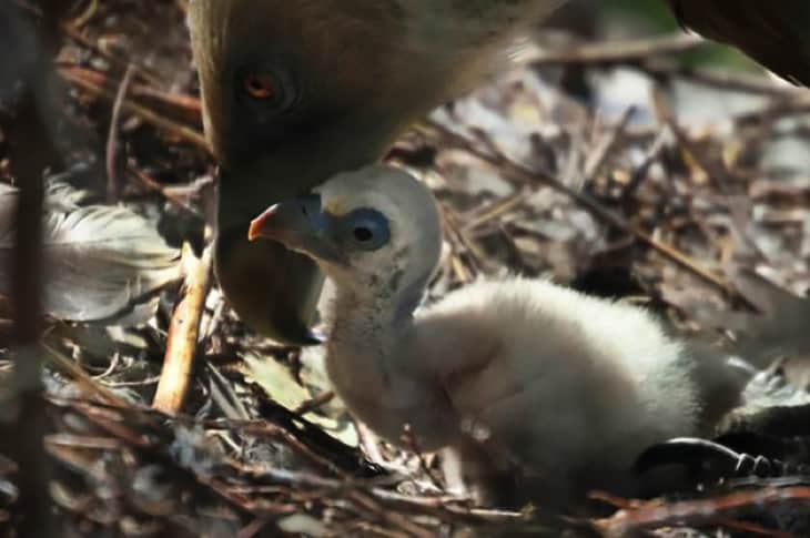 Zoo Gave Gay Vulture Couple An Abandoned Egg And Now They’re The Best Dads