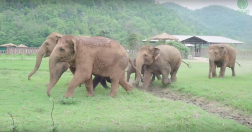 Elephants Run To Greet A Baby Elephant And It’s Like A Scene From Disney [Watch]