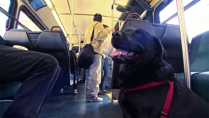 Every Day This Labrador Rides The Bus Alone And Gets Off At A Dog Park
