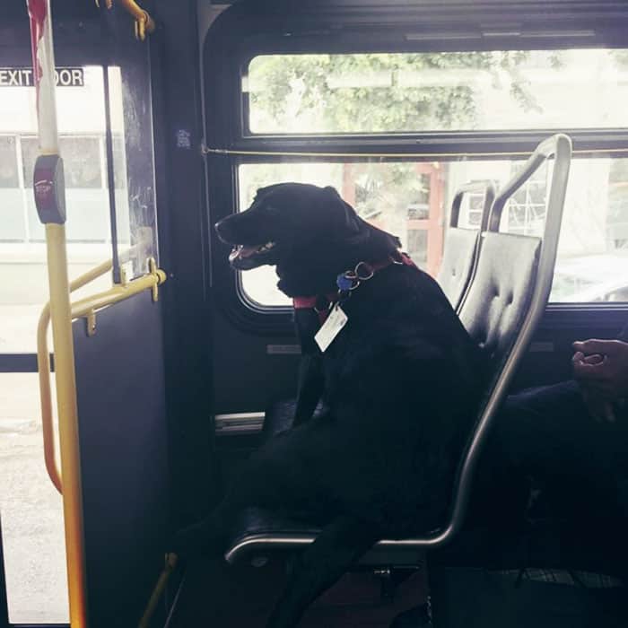 http://www.boredpanda.com/dog-rides-bus-seattle-eclipse/