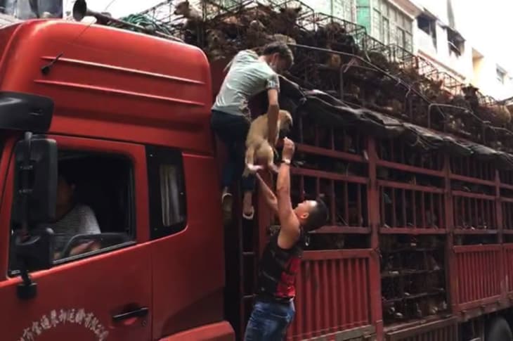 When People Saw A Truck Crammed With Dogs, They Knew Just What To Do…