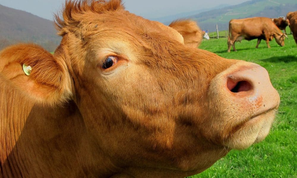 Millions Of Americans Believe Chocolate Milk Comes From Brown Cows, Study Finds