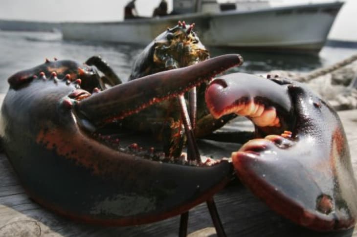Restaurant Owner Has The Sweetest Ceremony For Lobster In Captivity For 20 Years