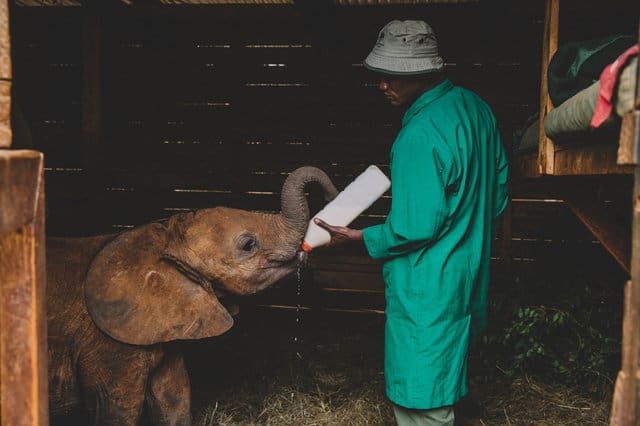 Meet The Activists Who Spend Their Nights Caring For Orphaned Baby Elephants