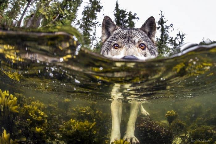 These Rare, Incredible Wolves Swim For Miles And Subsist On Seafood