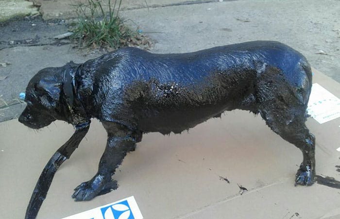 http://www.boredpanda.com/two-boys-save-dog-covered-tar-petro-argentina/