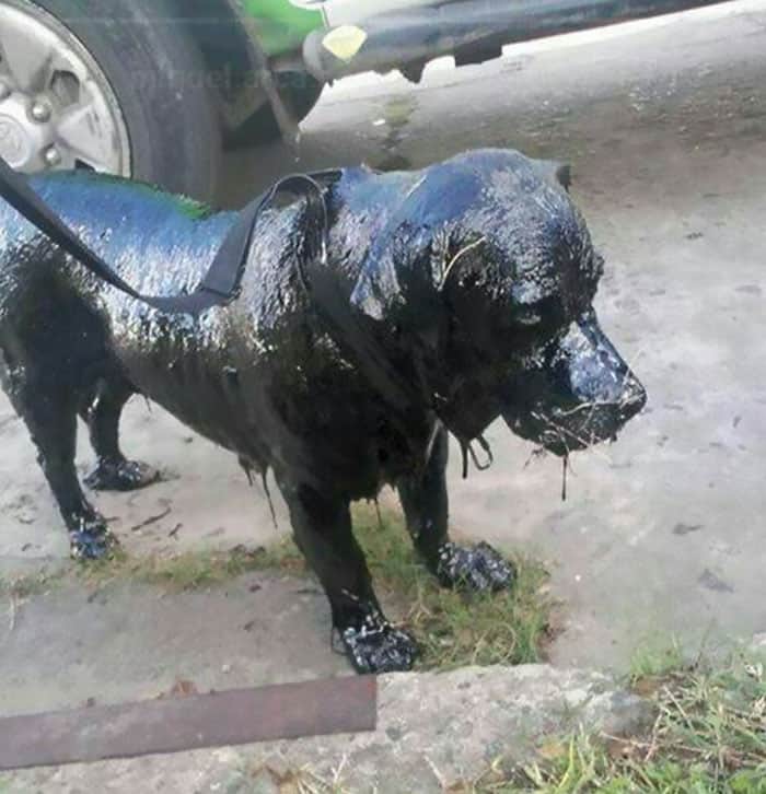 http://www.boredpanda.com/two-boys-save-dog-covered-tar-petro-argentina/