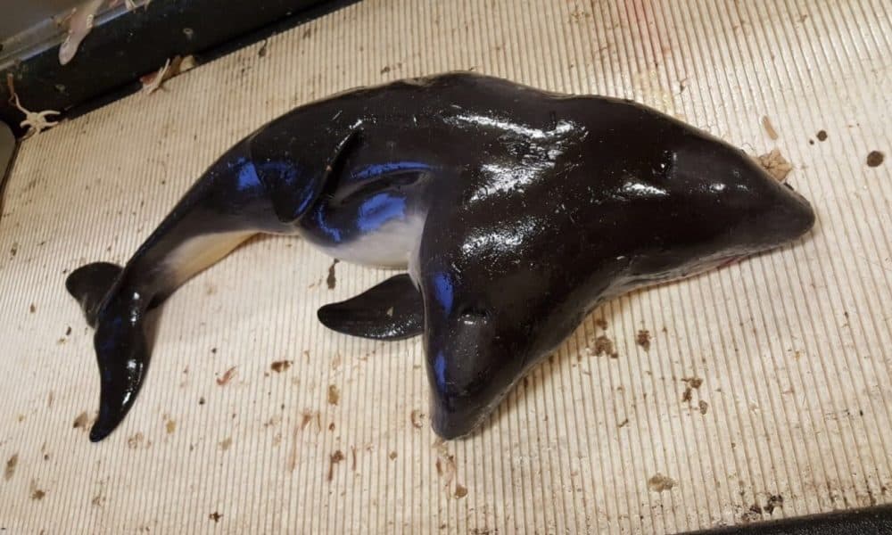 Fishermen Find Rare Two-Headed Dolphin In North Sea. What Happened Next Devastated Scientists…