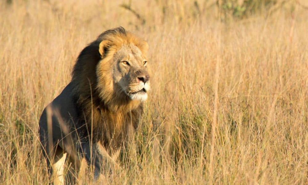 Cecil The Lion’s Son Shot, Killed By Trophy Hunters In Zimbabwe
