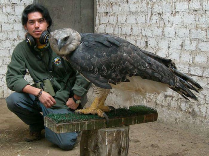 This Bird Is One Of The Largest In The World, With Talons The Size Of A Grizzly Bear’s Claws