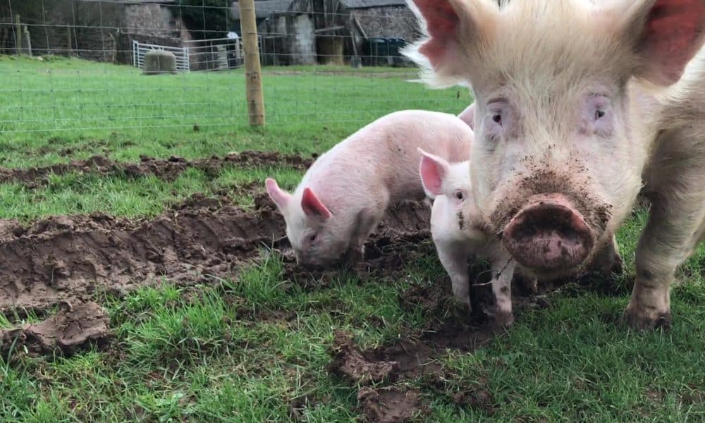 [Watch] Sow And Piglets Enjoy Freedom For The First Time After Being Rescued