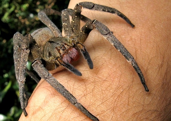 Chilling 1-Minute Video Shows Man Holding World’s Most Venomous Spider