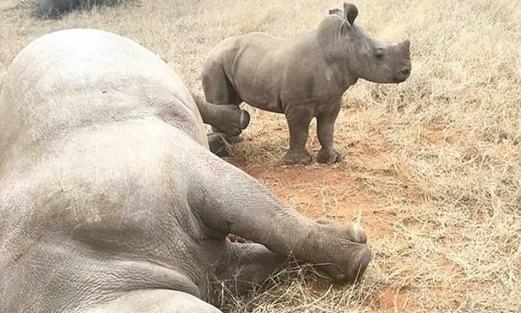 Poachers Slaughter Six Rhinos In One Night For Their Horns