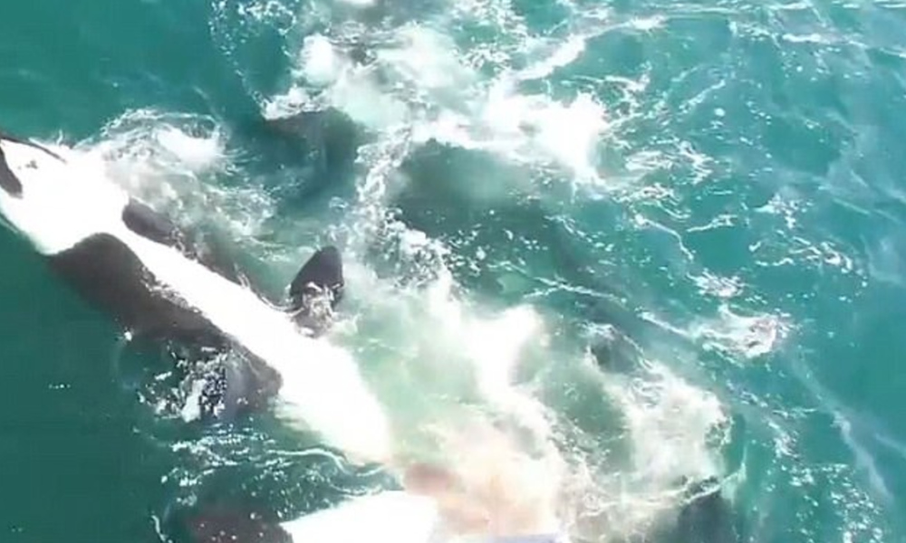 Drone Captures Terrifying Footage Of Orcas Hunting Minke Whale Off Russia’s Coast