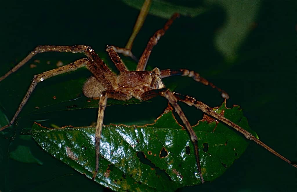 https://commons.wikimedia.org/wiki/File:Wandering_Spider_(Phoneutria_fera)_(10623228224).jpg