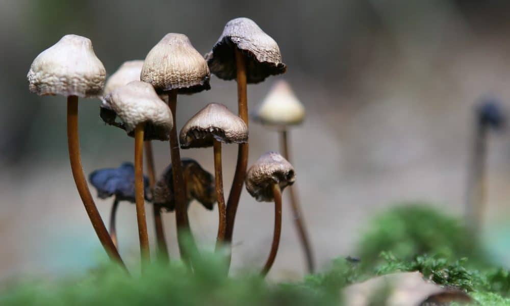 Legalization Of ‘Magic Mushrooms’ Might Be Just Around The Corner