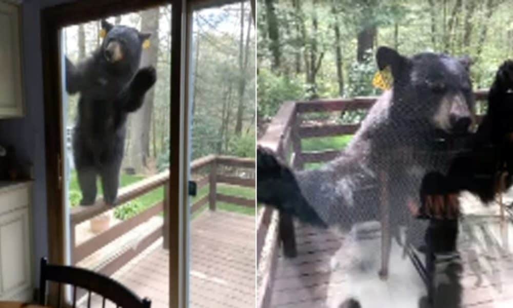 This Wild Bear Did What Anyone Would Do After Smelling Brownies [Video]