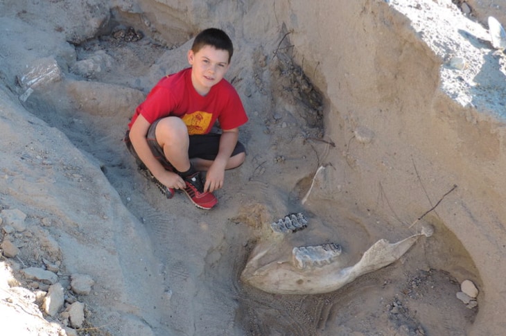 This 10-Year-Old Boy Tripped And Fell—On A 1.2 Million Year Old Fossil